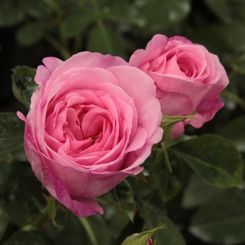Rosa Ausbord - rózsaszín - Tömvetelt nosztalgia - angolrózsa virágú- magastörzsű rózsafa- egyenes szárú koronaforma